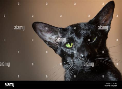 Black Oriental Shorthair Cat With Vivid Green Eyes Stock Photo Alamy