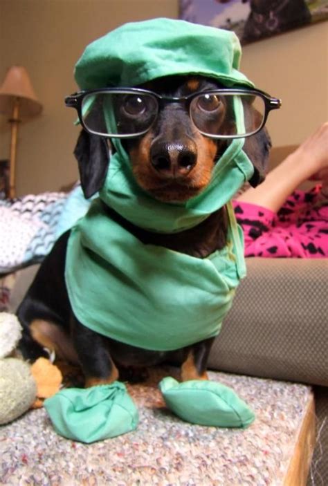 Crusoe The Celebrity Dachshunds Crazy Halloween Costumes Crusoe The