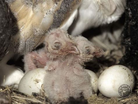It has white feathers to blend in with the snow and the thick feathers help the animal stay warm. Barn Owls in summer - rearing young - The Barn Owl Trust