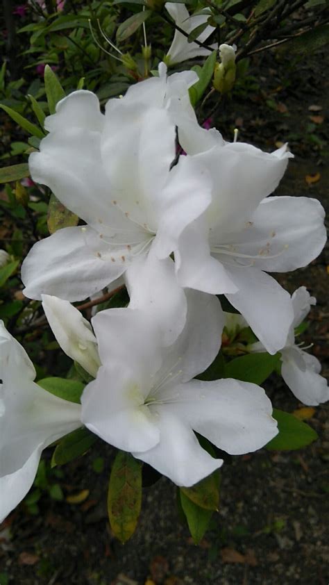 White Azalea Bloom Flores Bonitas Flores Bonito
