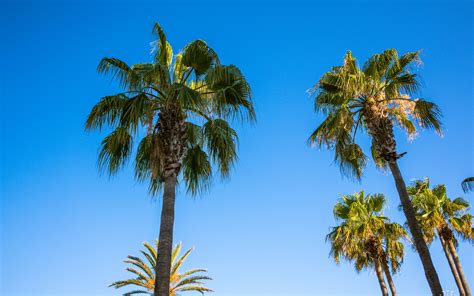 Download Wallpaper 3840x2400 Palm Trees Branches Leaves Sky Nature