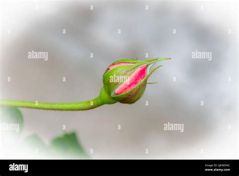 Single Pink Rosebud In The Garden Isolated Flower Stock Photo Alamy