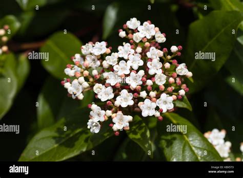 White Autumn Flowers Of The Hardy Evergreen Laurustinus Shrub Viburnum