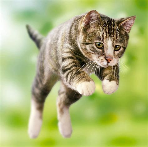 Jumping Cat Funny Cat Jumping Animals Hd Wallpaper Peakpx