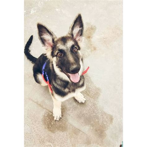 The ears of your german shepherd puppy can be curious things to observe. How to Tape Up Stubborn German Shepherd Puppy Ears (with ...