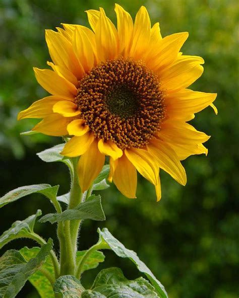 Cara Merawat Bunga Matahari Agar Cepat Berbunga 6 Langkah Mudah