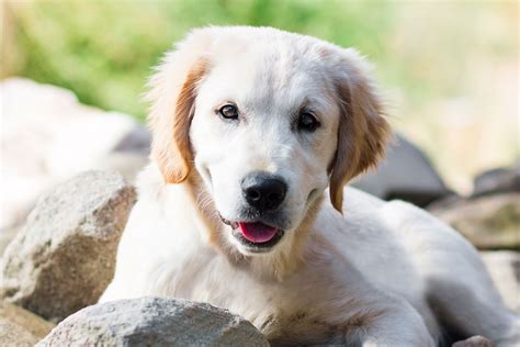 Sejarah Anjing dari Berbagai Sisi, Apa Persamaannya dengan Serigala