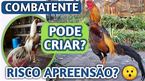 Posso Criar Galo Combatente é Crime Rinha De Galo é Crime É Proibido