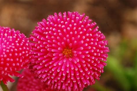 Send flowers to india through our website because we deliver on time every time. Flowers in Yumthang Valley - India Travel Forum ...