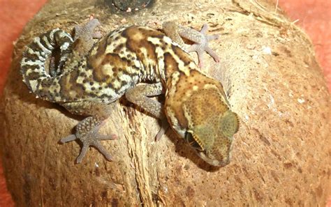 The Types Of Geckos 15 Of The Best Pet Gecko Species