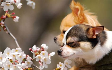 Chihuahua Fall Wallpaper - WallpaperSafari