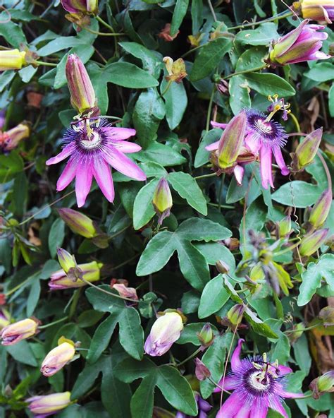 We like our tub because it is magic. Aren't these purple passionflowers amazing?!? I've always ...