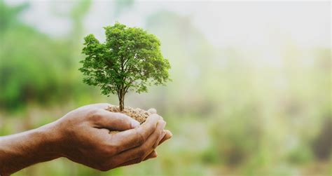 Eine Baumspende Eine Baumspende Für Die Umwelt Dr Notghi Contract