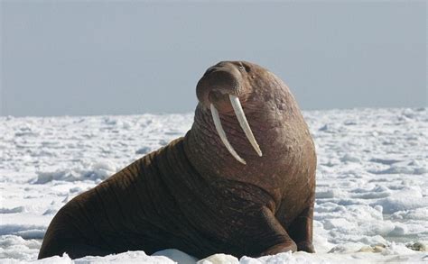 Walrus Marine Mammal Research Unit