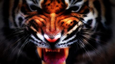 Nature Animals Tiger Digital Art Big Cats Wallpapers Hd