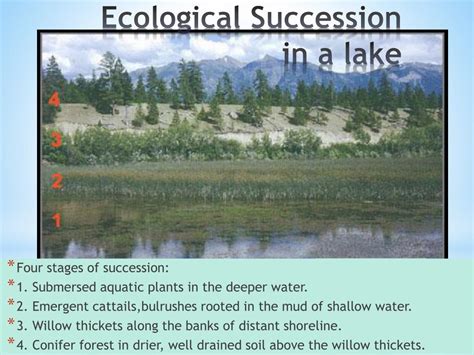 Ppt Community Ecology Powerpoint Presentation Free Download Id6536512