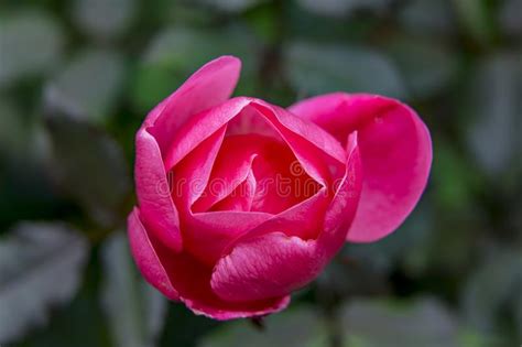 Pink Hybrid Tea Rose Blooming Macro Washington Stock Image Image Of