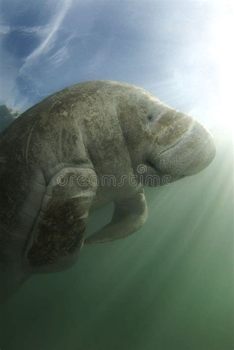 Manatee And Sky An Endangered Florida Manatee Trichechus Manatus