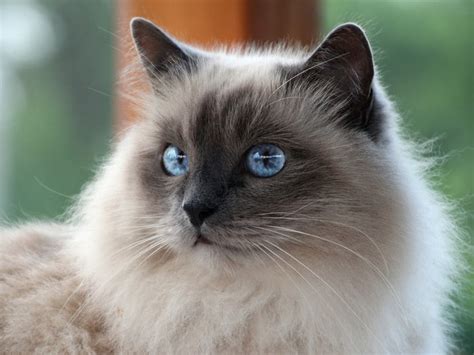 Hypoallergenic Cat Breeds Finding Your Perfect Feline Companion
