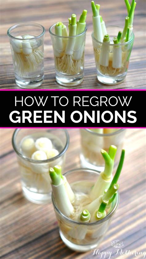 You will be better off watering onions every couple of days if no rain falls in your area. How to Re-Grow Green Onions | Green onions growing, Regrow ...
