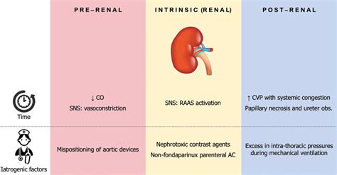 Prerenal Renal And Post Renal Main Causes Of Acute Kidney Injury