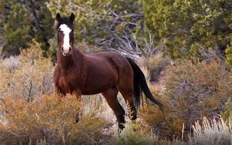 mustang wild horse  nature originated  spanish mustangs horses brought  america desktop