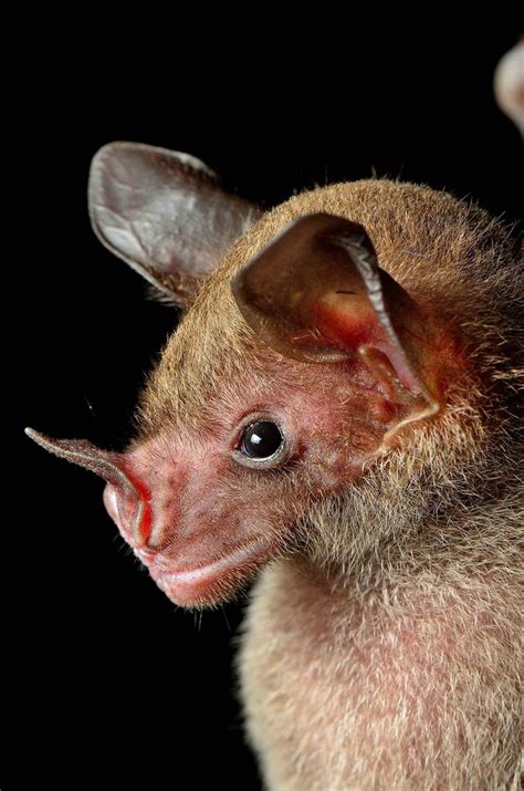 19 Of The Cutest Bat Species Bat Species Cute Bat Animals