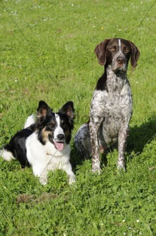 These pups are all very well loved and cared for. German Shorthaired Pointer and Border Collie - Download ...