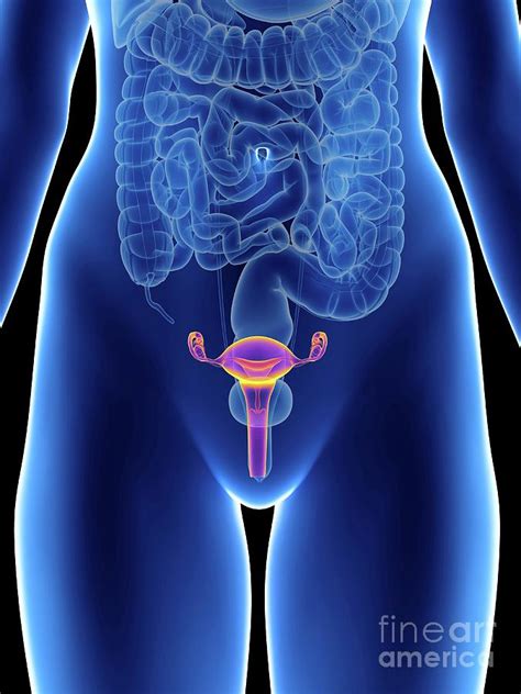 Illustration Of A Womans Uterus Photograph By Sebastian Kaulitzkiscience Photo Library Pixels