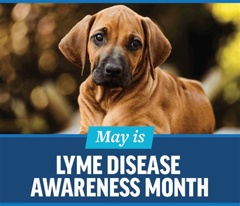 Lyme Disease Awareness Month Animal Medical Center Of Cascades