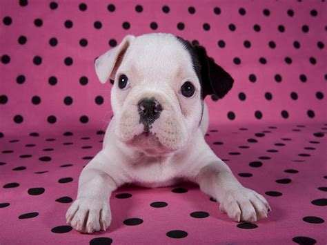 Puppy Paw Caine French Bulldog Black Animal Cute Dot White