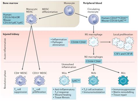 Phenotype And Function Of Bone Marrow Derived Monocytes And