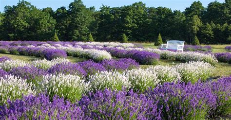 Lavender in the texas hill country. Growing Lavender In Wisconsin | Wisconsin Public Radio
