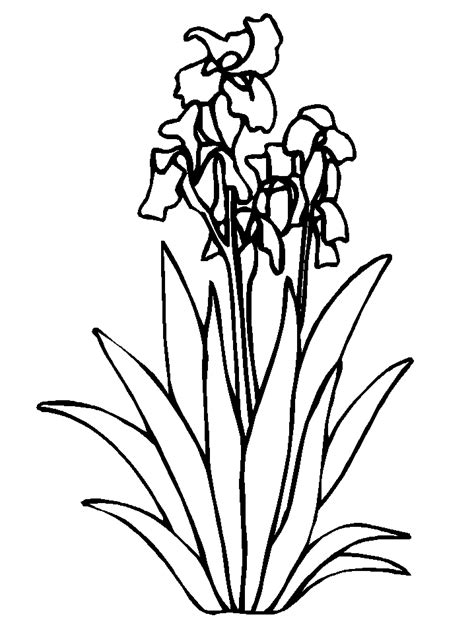 Download this coloring page/print this coloring page. Flowers Coloring Pages - Coloringpages1001.com