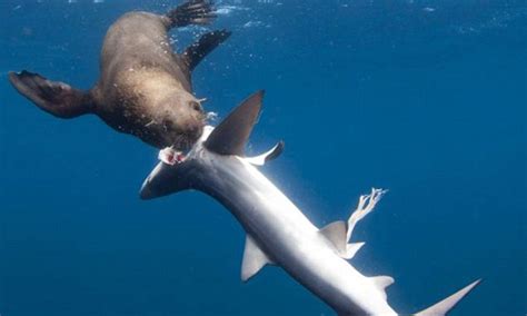 Leopard Seal Vs Great White Shark