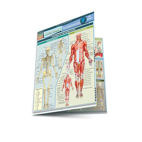 Anatomy Fundamentals Life Science Laminated Study Guide 9781423209829