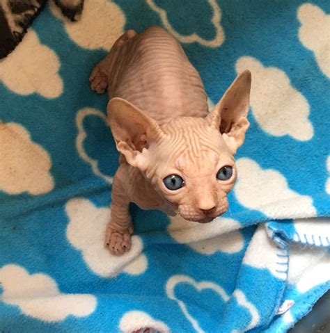 The hairless sphynx is an example of the cat breeds that come about accidentally. Sphynx Cats For Sale | Chicago, IL #246593 | Petzlover