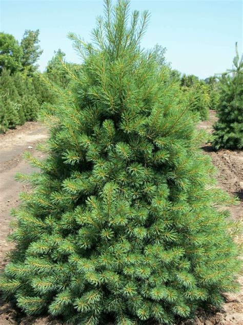 Eastern White Pine Pinus Strobus