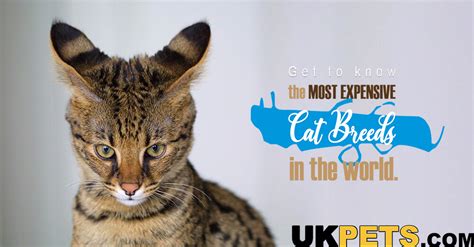 12 Most Expensive Cat Breeds In The World 2024 Uk Pets