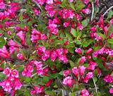 Flowering Shrubs That Bloom All Year Images