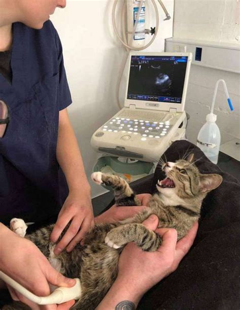 Graciosa reacción de una gatita al saber que está embarazada