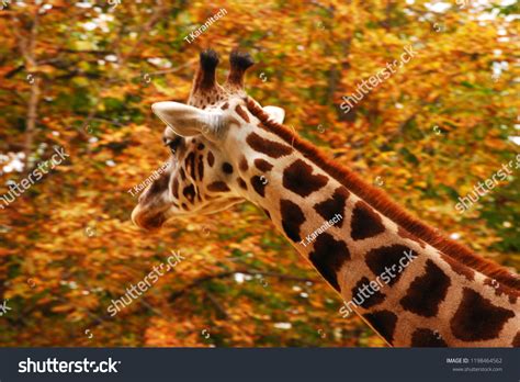 Giraffe Autumn There Giraffe Racking His Stock Photo 1198464562