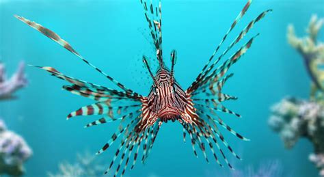 Lionfish Facts And Pictures