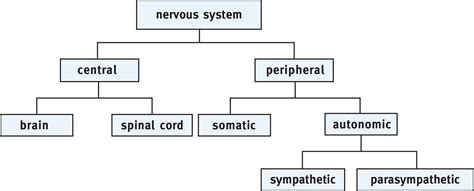 Organization Of The Human Nervous System The Nervous System Mcat