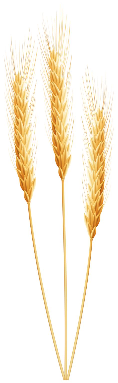 wheat stalk shape clipart 10 free Cliparts | Download images on png image