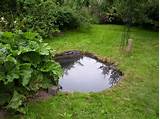How to landscape your backyard. How to Make a Frog Pond | Dengarden