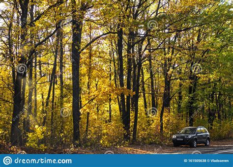 Dense Autumn Pine Forest With Yellow Leaves And A Car In The Corner