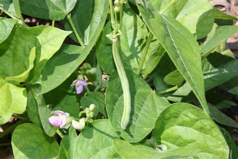 Green Bean Plant And Blooms Free Stock Photo Public Domain Pictures