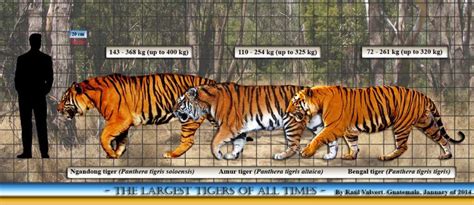 Siberian Tiger Vs Bengal Tiger Comparison Dogs And Cats Wallpaper