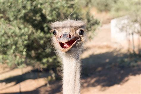 5220 Eye Funny Ostrich Stock Photos Free And Royalty Free Stock Photos